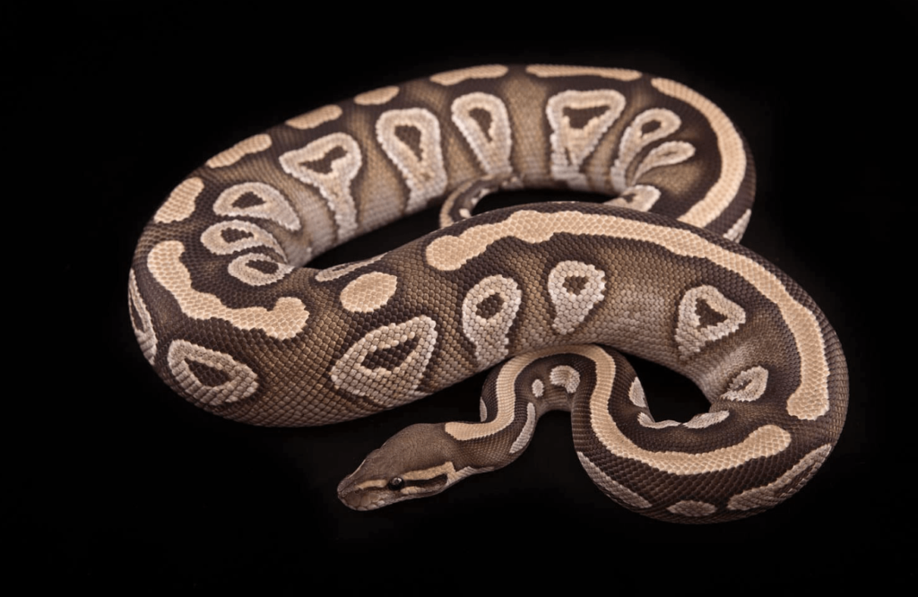 mojave ball python