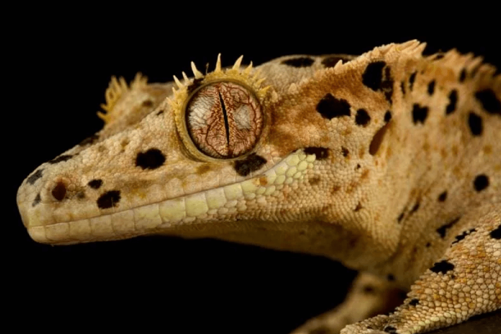 dalmatian crested gecko