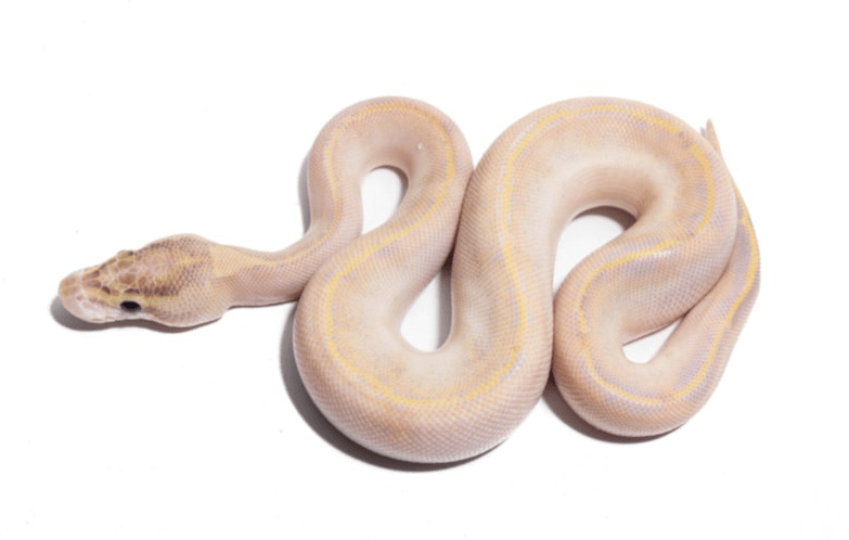 Ivory Ball Python