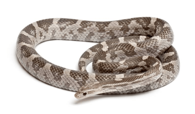 lavender corn snake