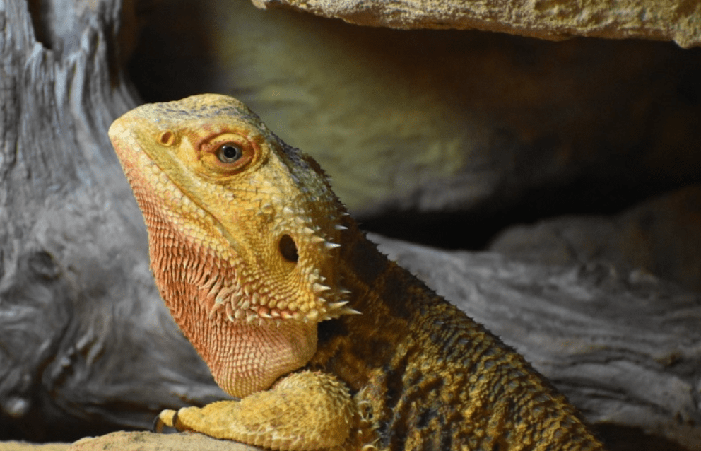 leatherback bearded dragon