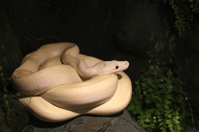 ivory ball python