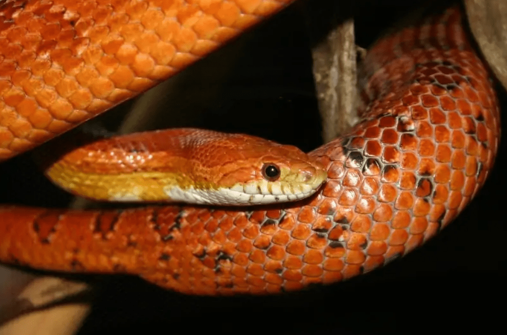 Okeetee Corn Snake