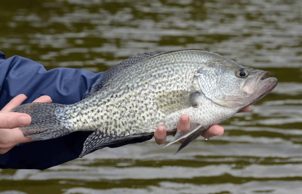 white crappie vs black crappie