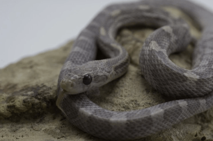 lavender corn snake