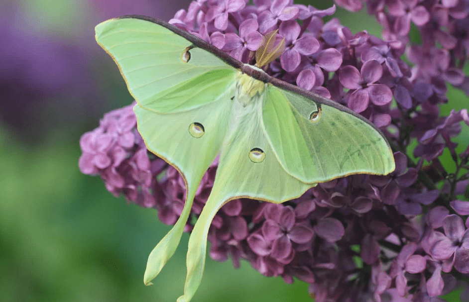 Luna Moth Meaning