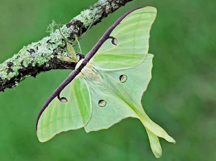 Luna Moth Meaning