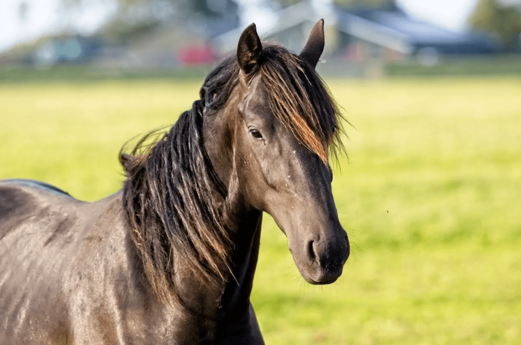 horse show names