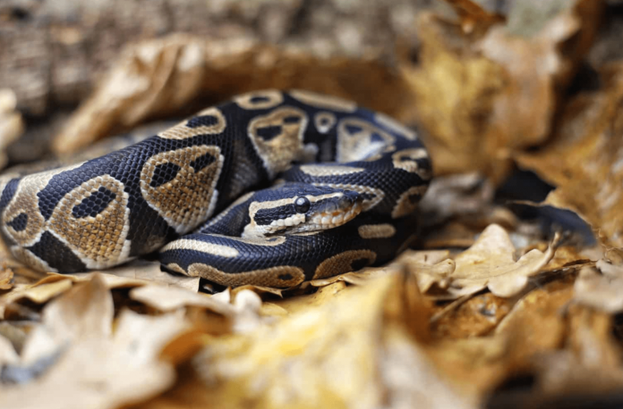 mojave ball python