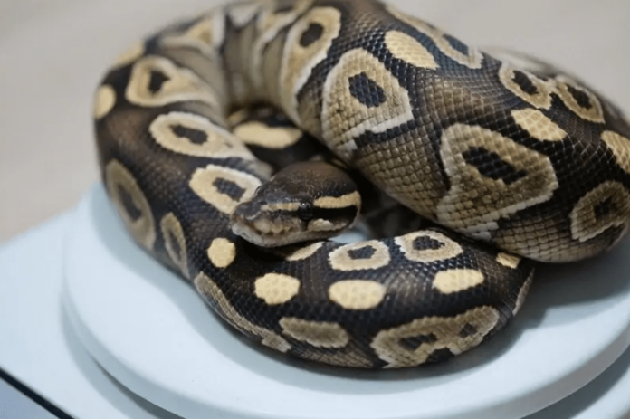 Mystic Potion Ball Python