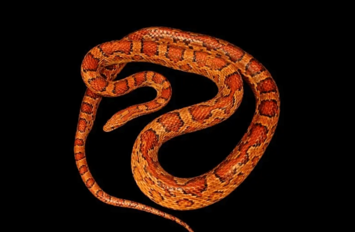 Okeetee Corn Snake