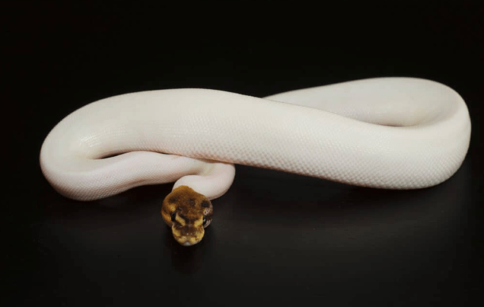 pied ball python