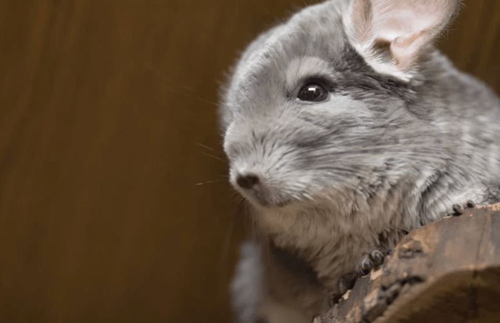 chinchilla colors