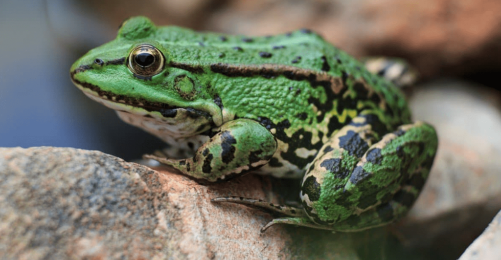 pool frog