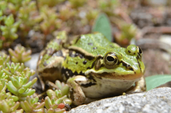 pool frog