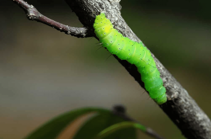 Luna Moth Meaning