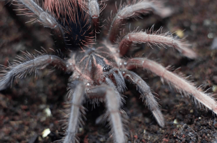 purple bloom tarantula