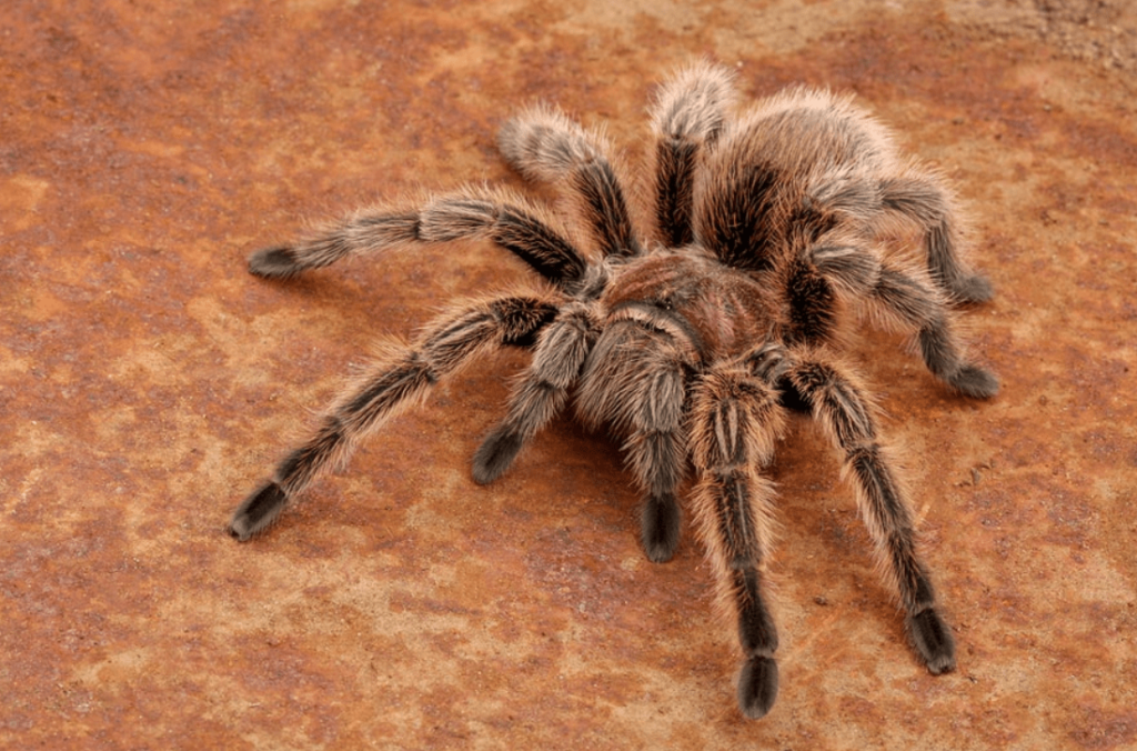 purple bloom tarantula