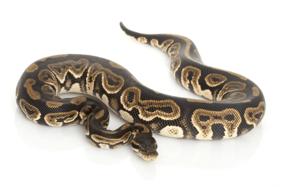 black ball python