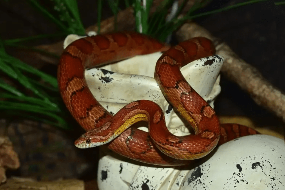 Okeetee Corn Snake