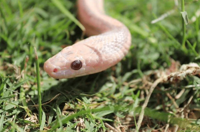 lavender corn snake