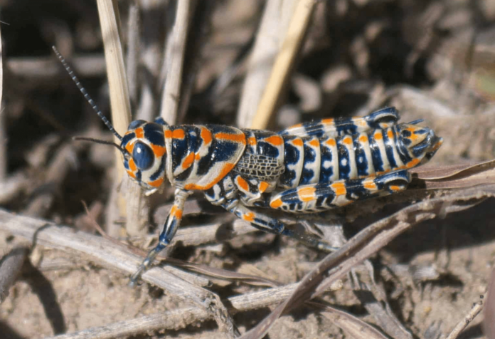 rainbow grasshopper