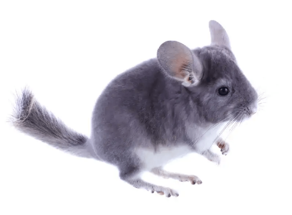 chinchilla colors