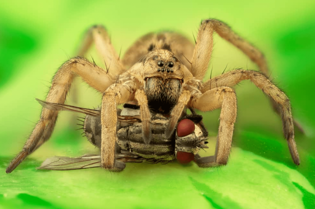 wolf spider arizona