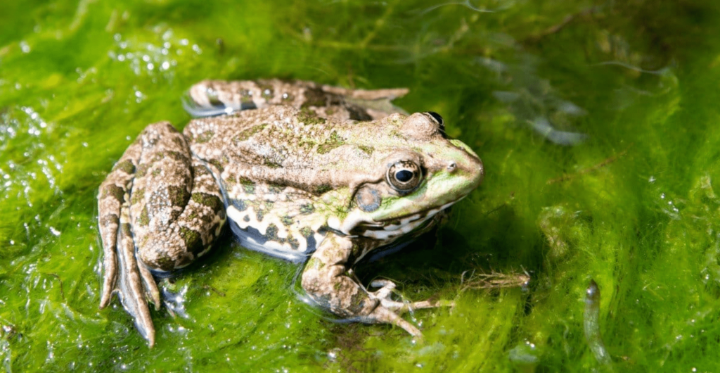 pool frog