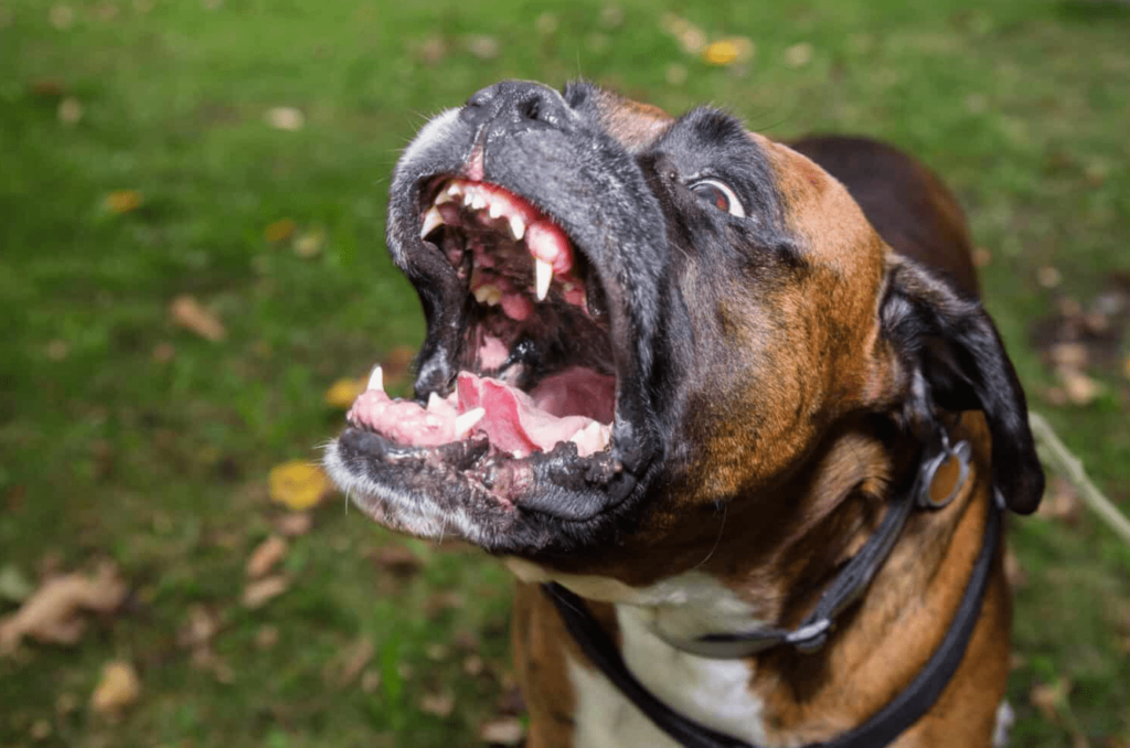 sharp canine teeth