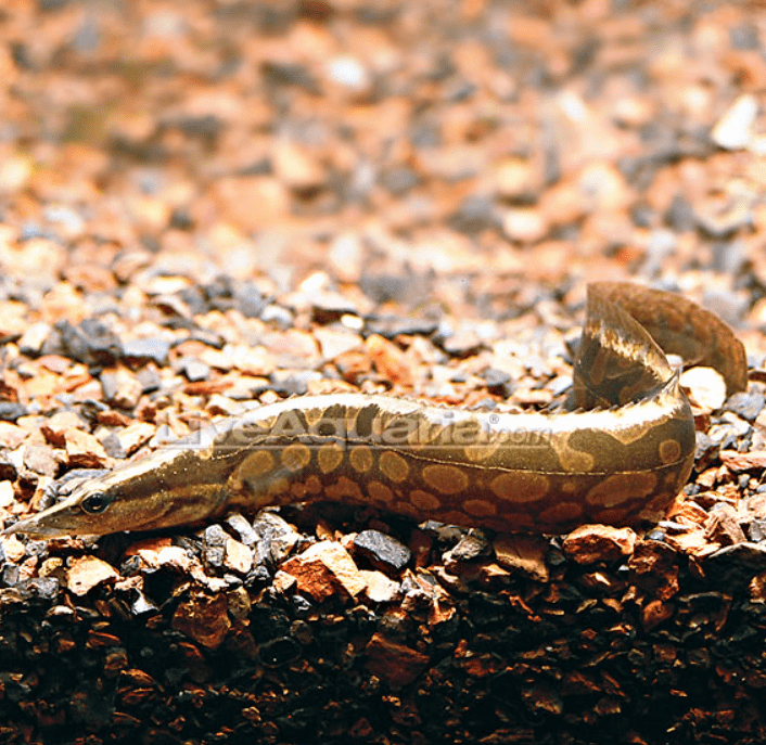 tire track eel