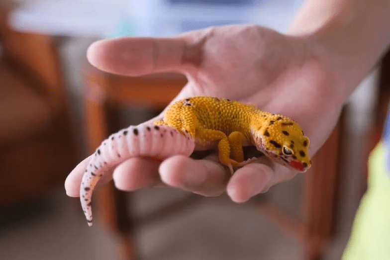 tangerine leopard gecko