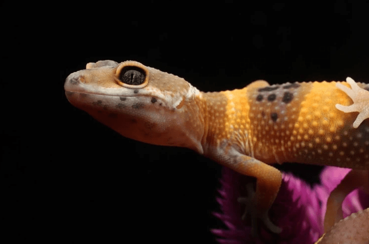 tangerine leopard gecko