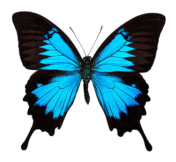 ulysses butterfly