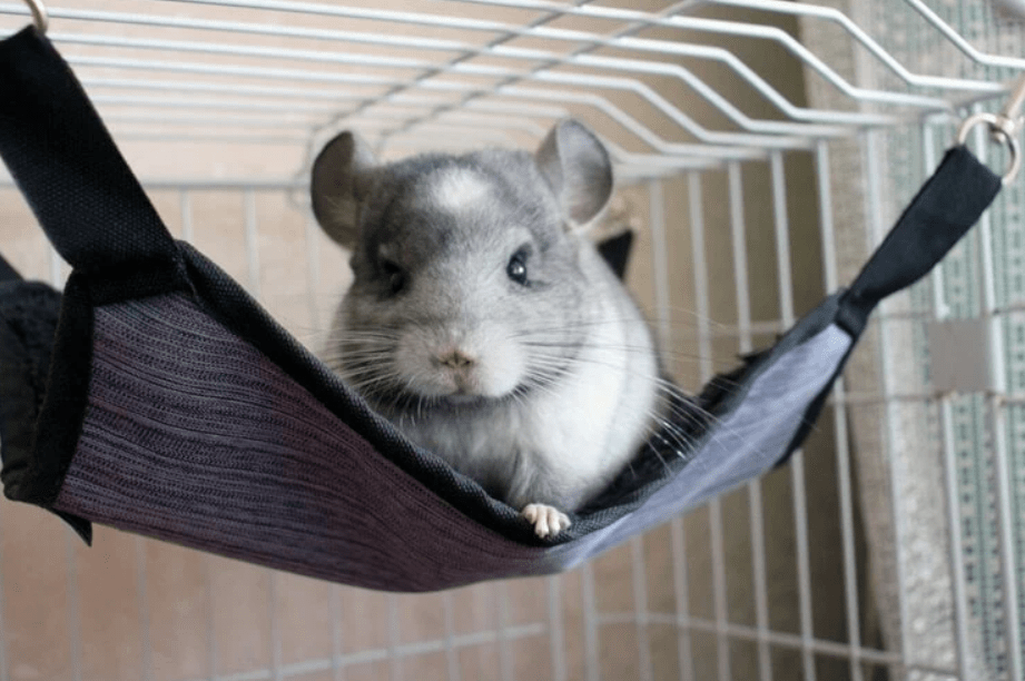 chinchilla colors