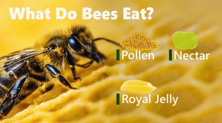 what eats bees