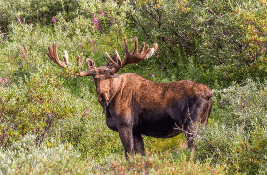 Moose Call