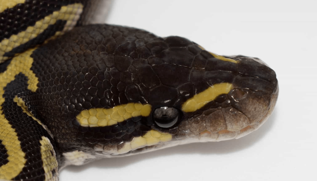 mojave ball python