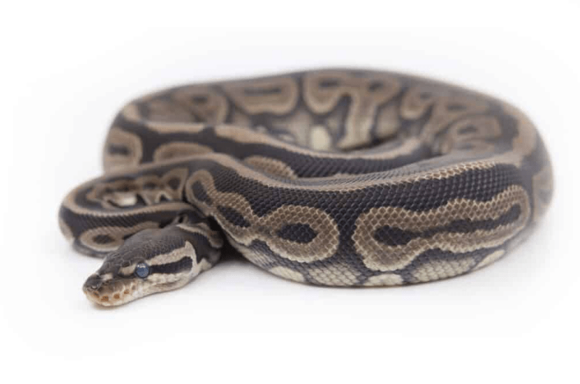 pied ball python