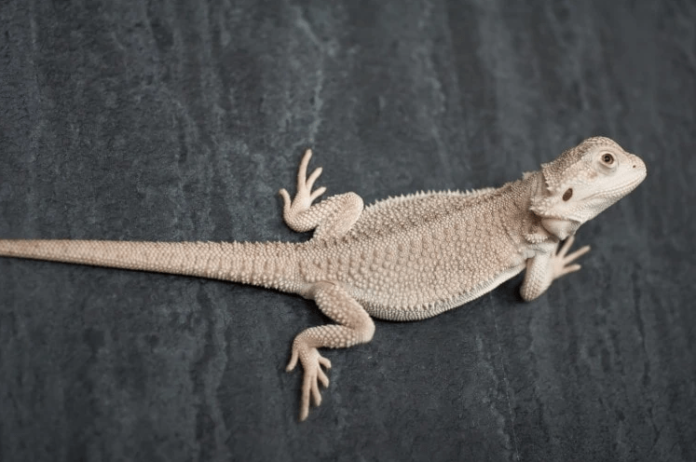 zero bearded dragon