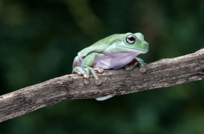 whites tree frog for sale