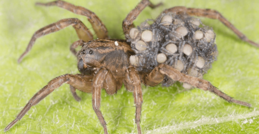 wolf spider arizona