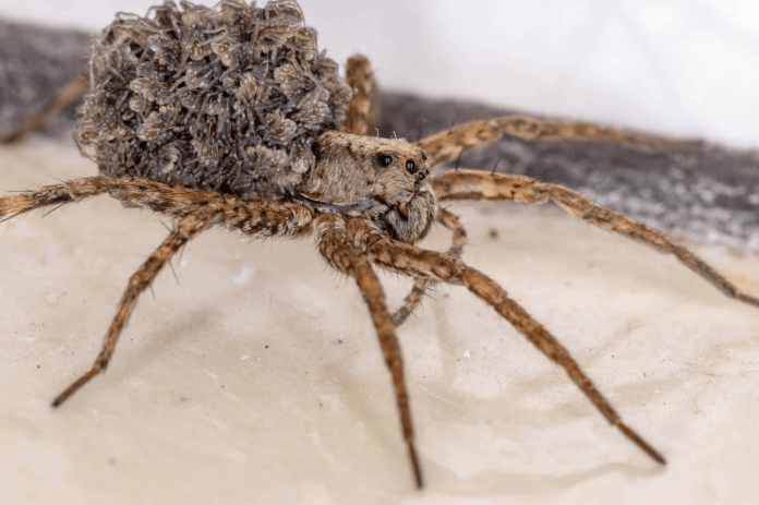 wolf spider arizona