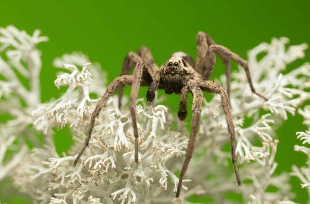 wolf spider arizona