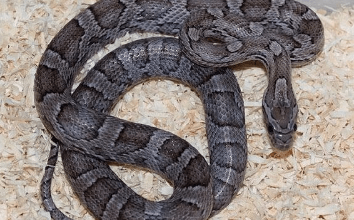 black corn snake