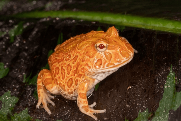 Albino Pacman frog