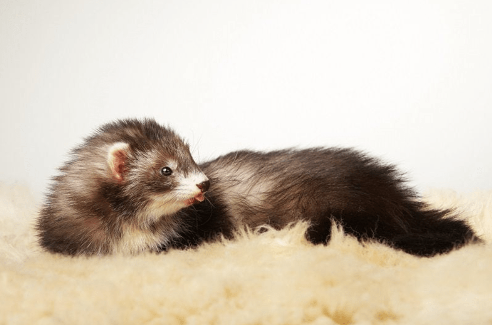 Angora Ferret 