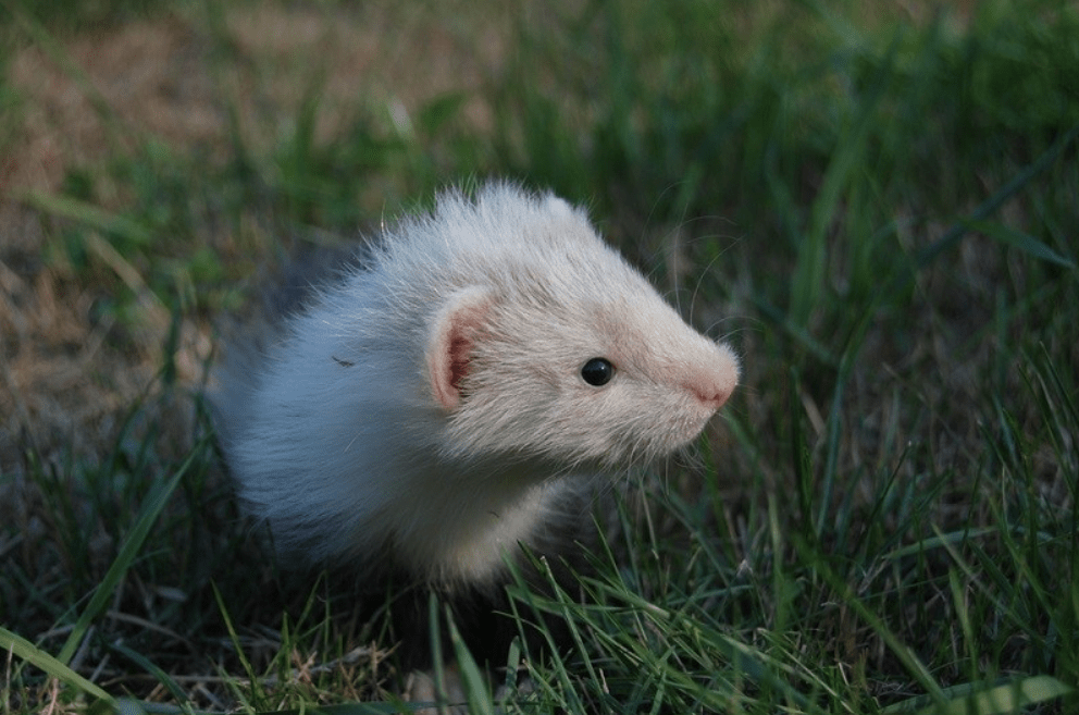 Angora Ferret