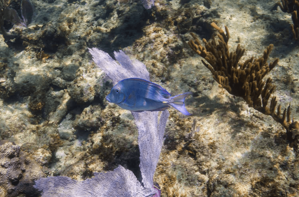 atlantic blue tang