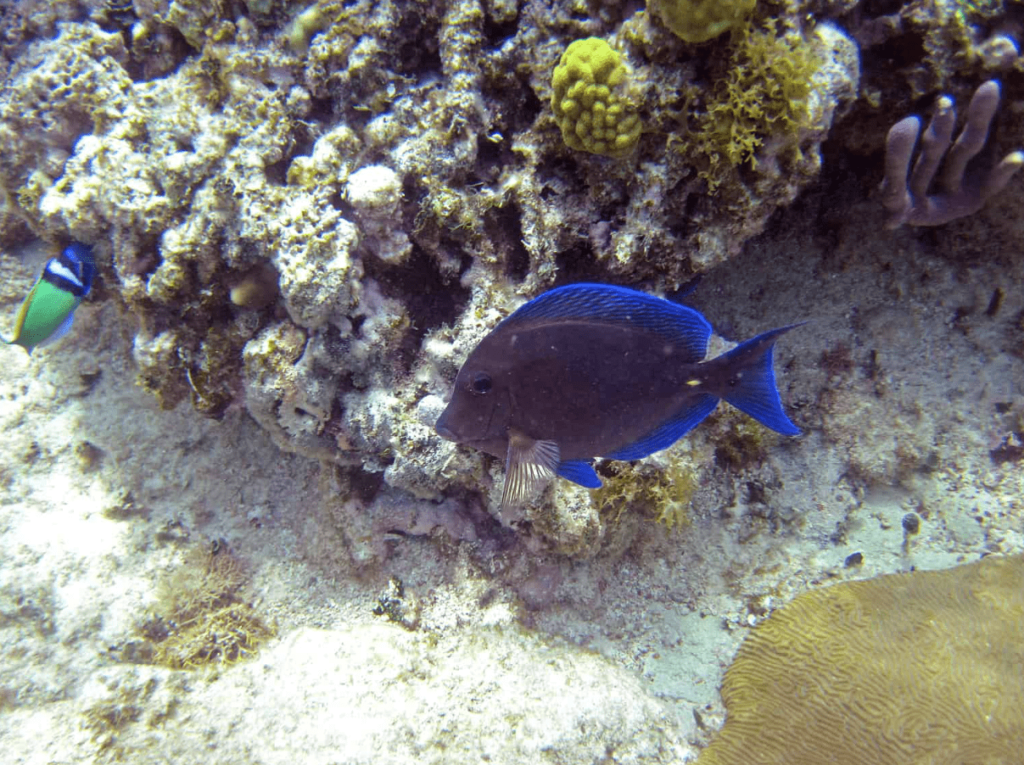 atlantic blue tang